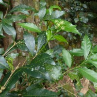 Blachia umbellata (Willd.) Baill.
